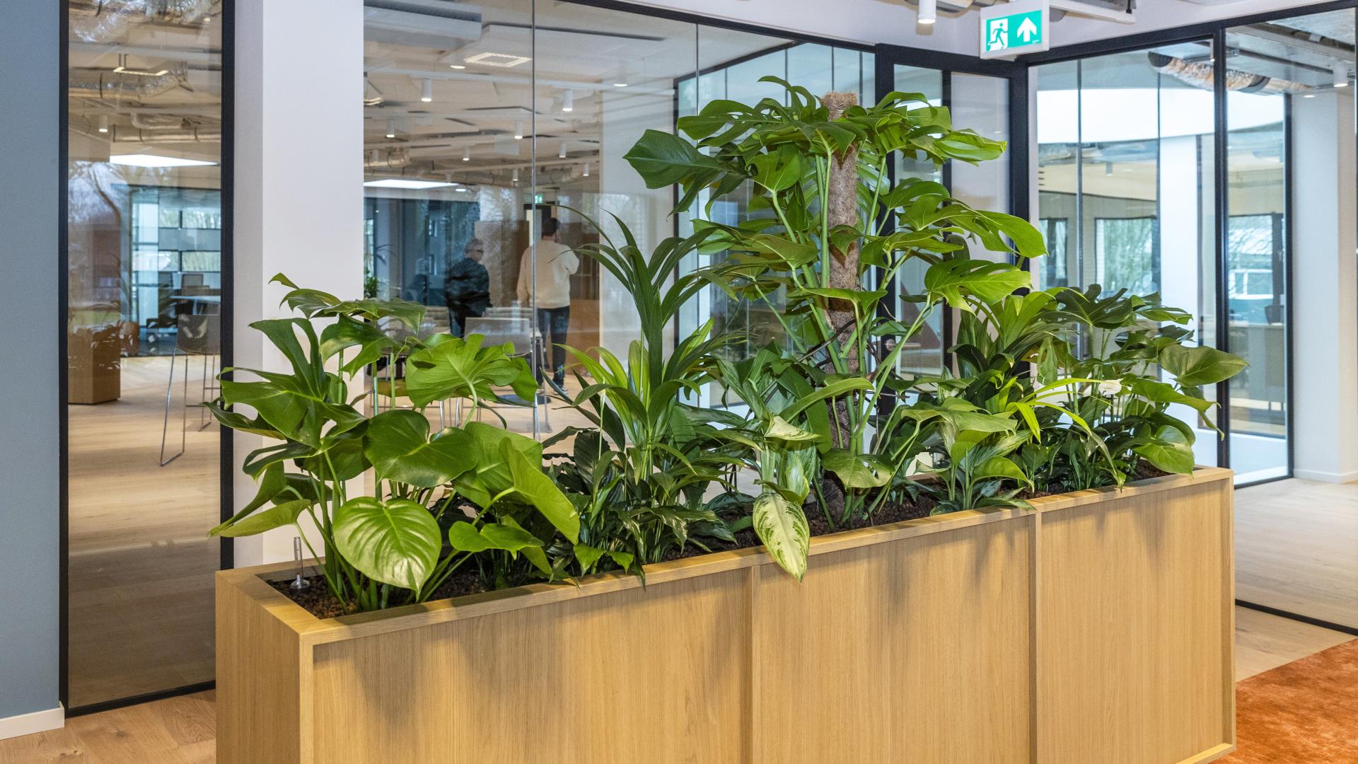 Houten bak met groene planten