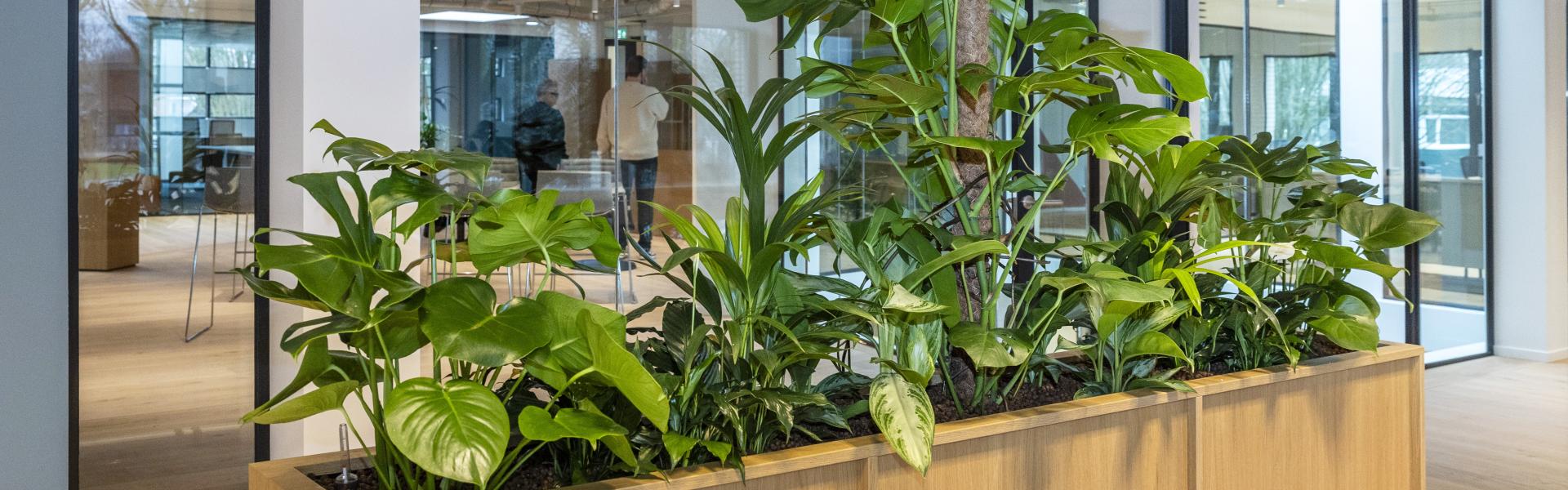 Houten bak met groene planten